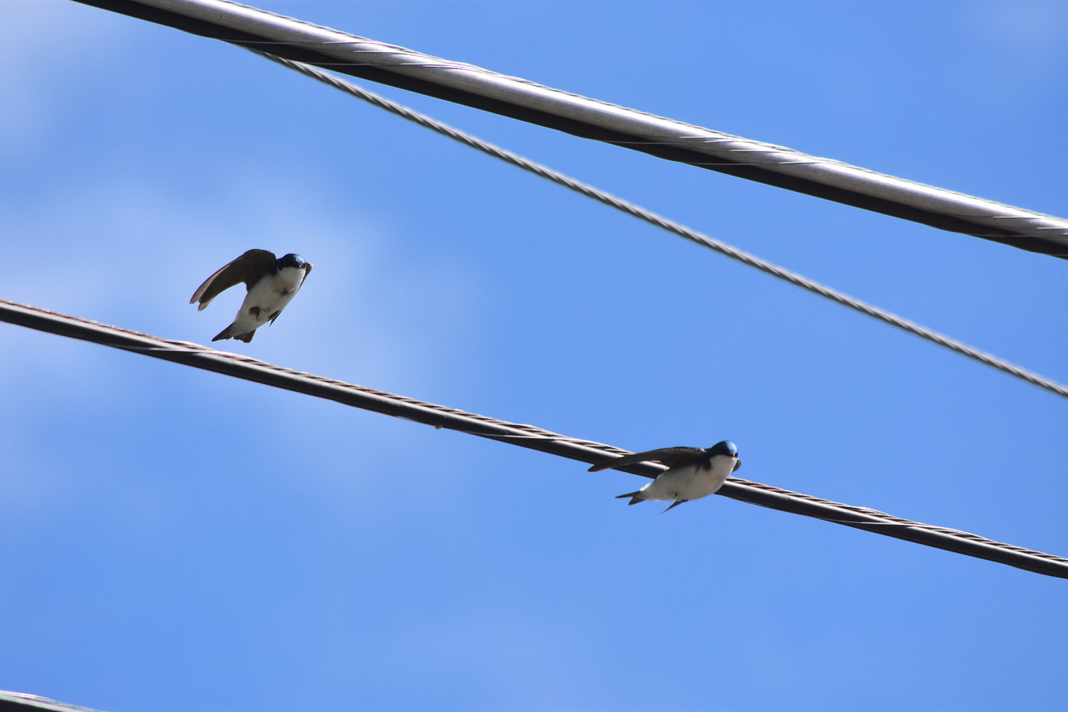 Two male tree swallows lift off from the power lines where they were perched overlooking Greeley Lake in Pike County, PA.